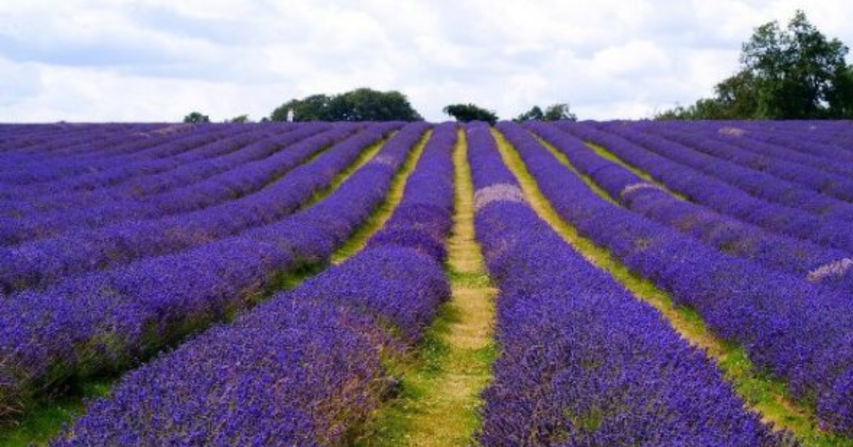 Himachal Pradesh to collaborate with Union Government to promote lavender cultivation